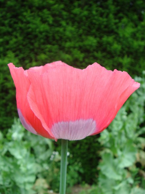 Papaver somniferum fleur (2)